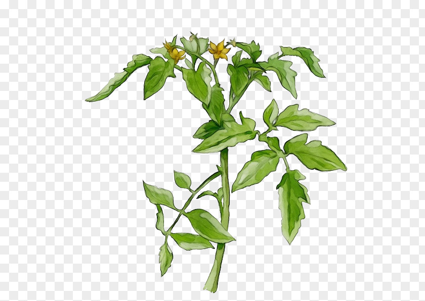 Cestrum Plant Stem Flower Flowering Leaf Branch PNG