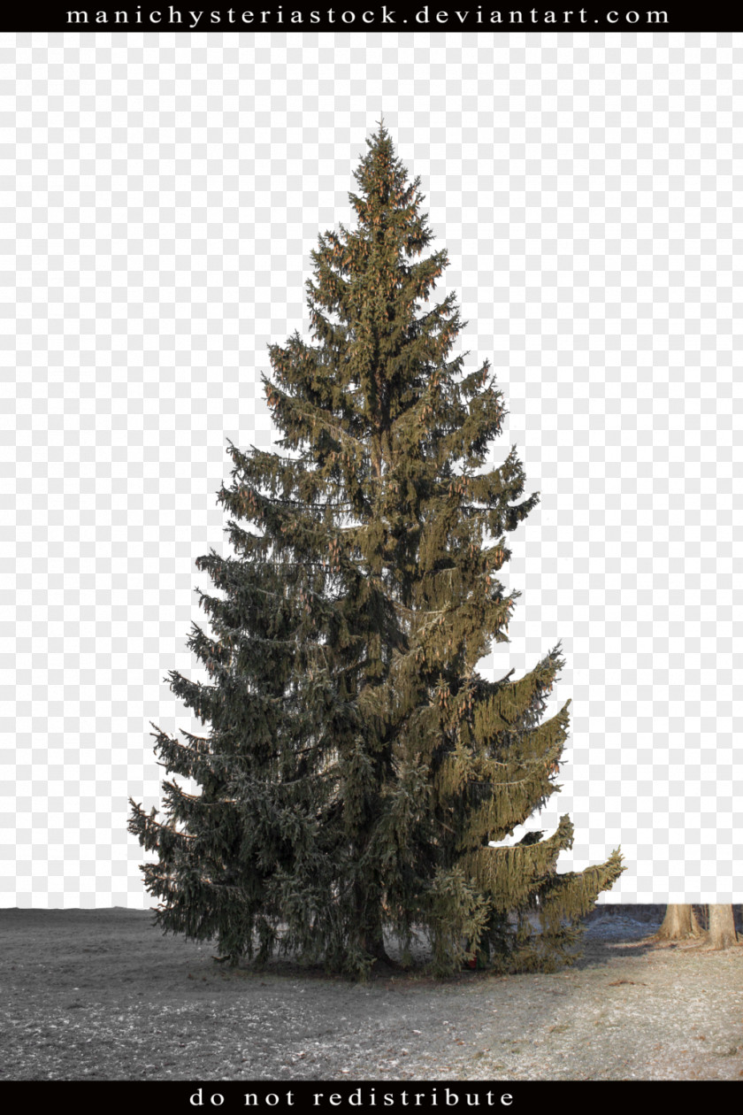Fir-tree Fir Pine Spruce Tree Plant PNG