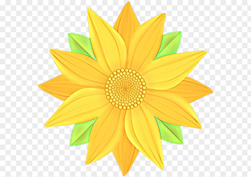 Gazania Daisy Family Sunflower PNG