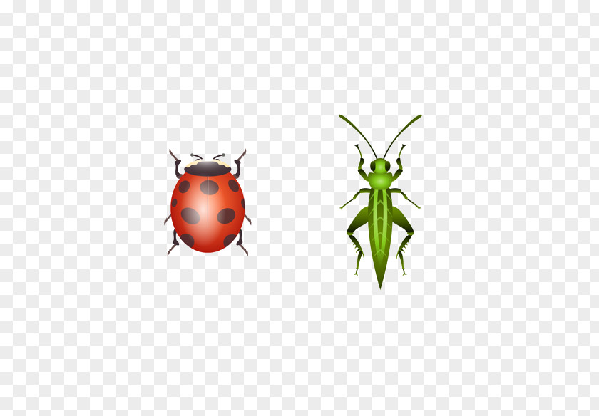 Insect Ladybird Beetle Butterfly Illustration PNG