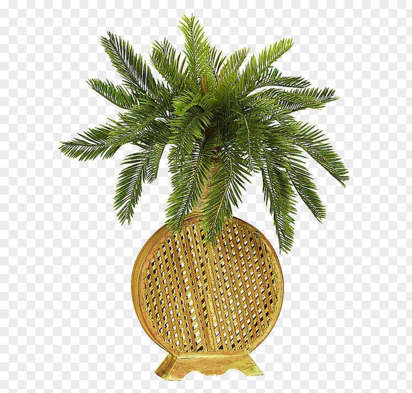 Plant Cycad Green Vase Flower PNG