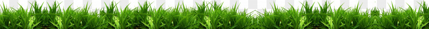 Creative Grass Green Grasses Leaf Plant Stem Family PNG