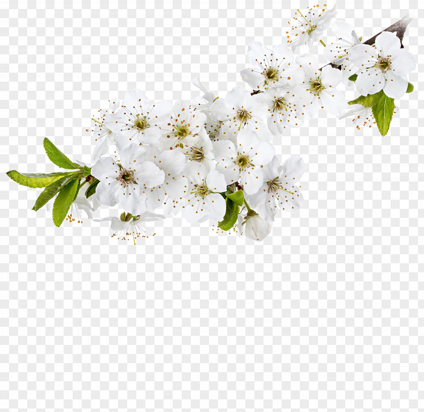 Flower Cut Flowers Stock Photography Twig PNG