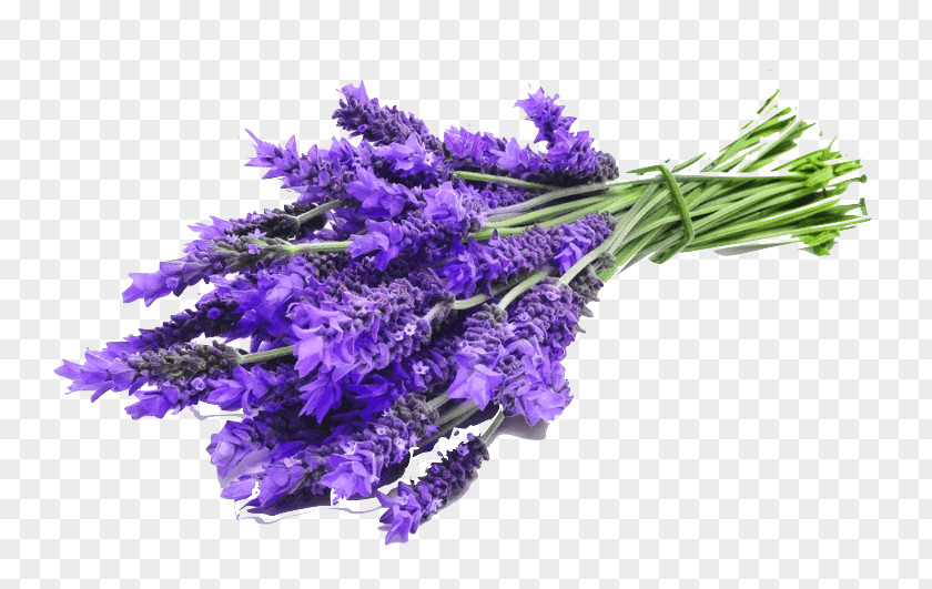 Perfume English Lavender Oil Essential Aromatherapy Aroma Compound PNG