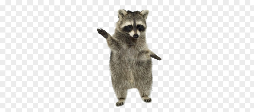 Raccoon PNG clipart PNG