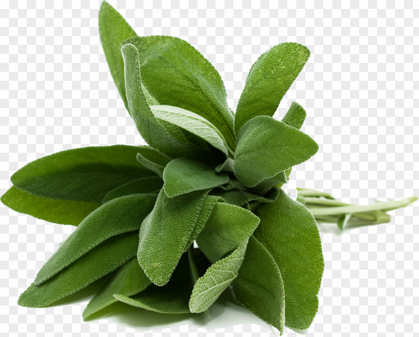 Sesame Oil Common Sage Herb Mediterranean Cuisine Food Cooking PNG