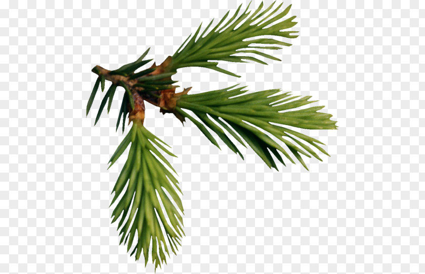 Tree Fir Larch Pine PNG
