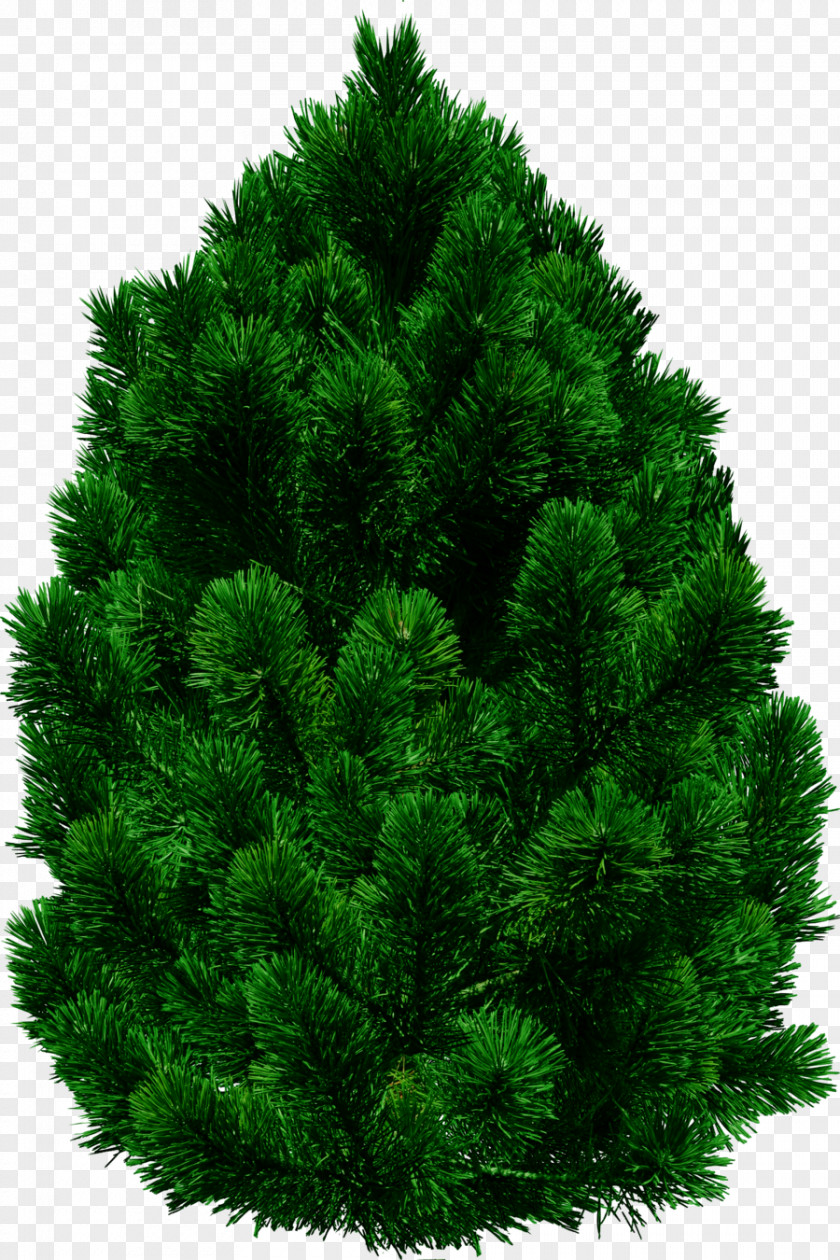 Fir-tree Tree Clip Art PNG