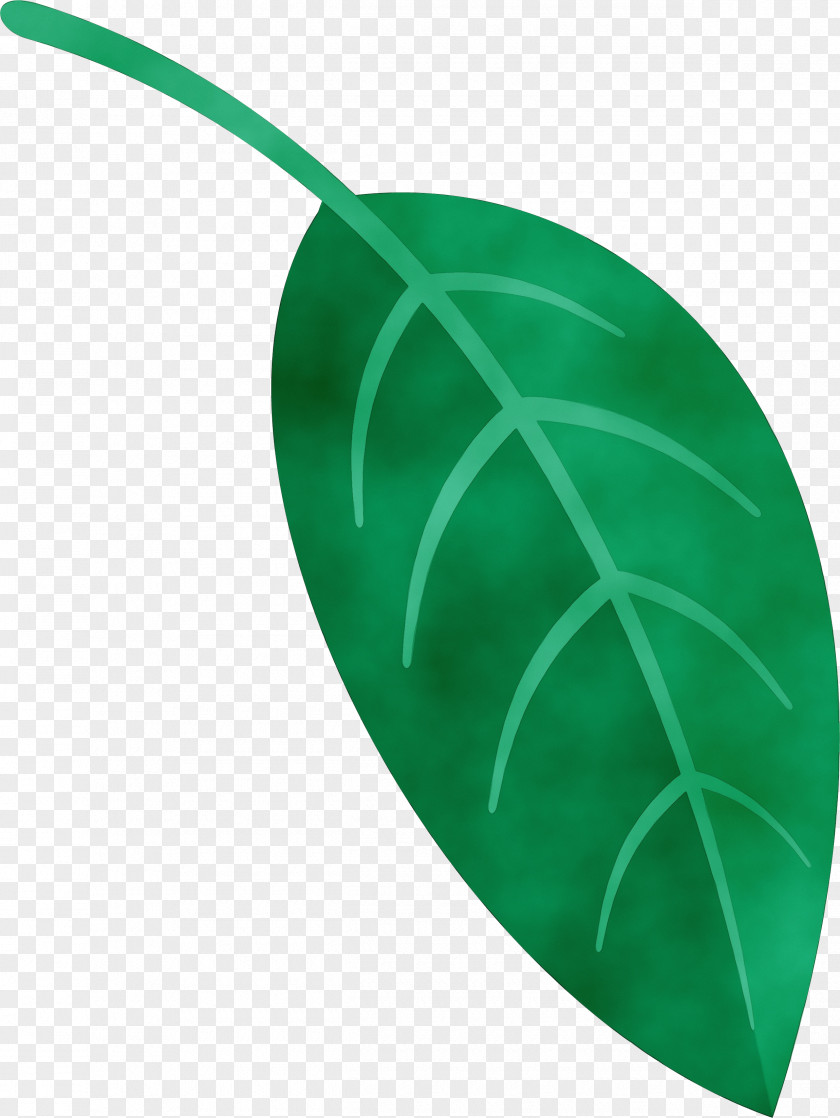 Leaf Green Plant Structure Science Plants PNG