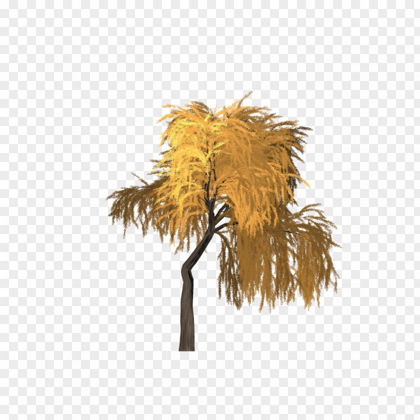 Willow Tree Asian Palmyra Palm Date Borassus PNG