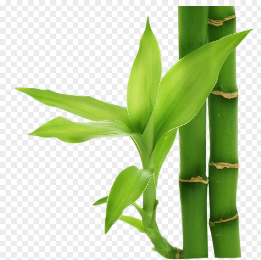 Bamboo Computer File PNG