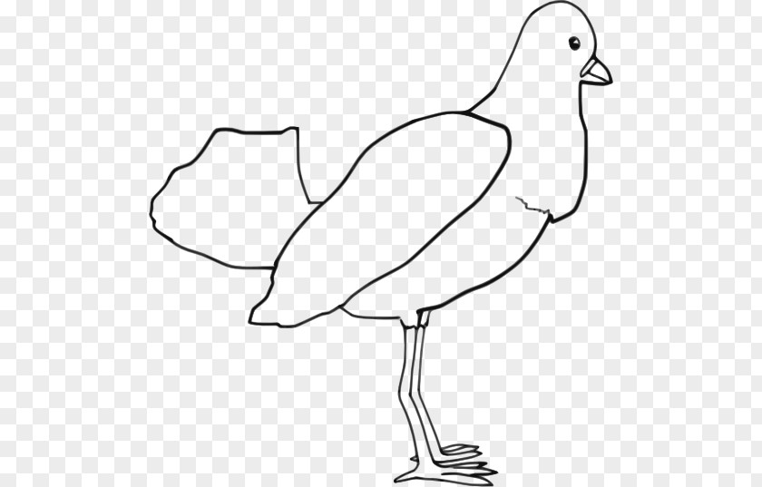 Bird Outline Drawing Clip Art PNG