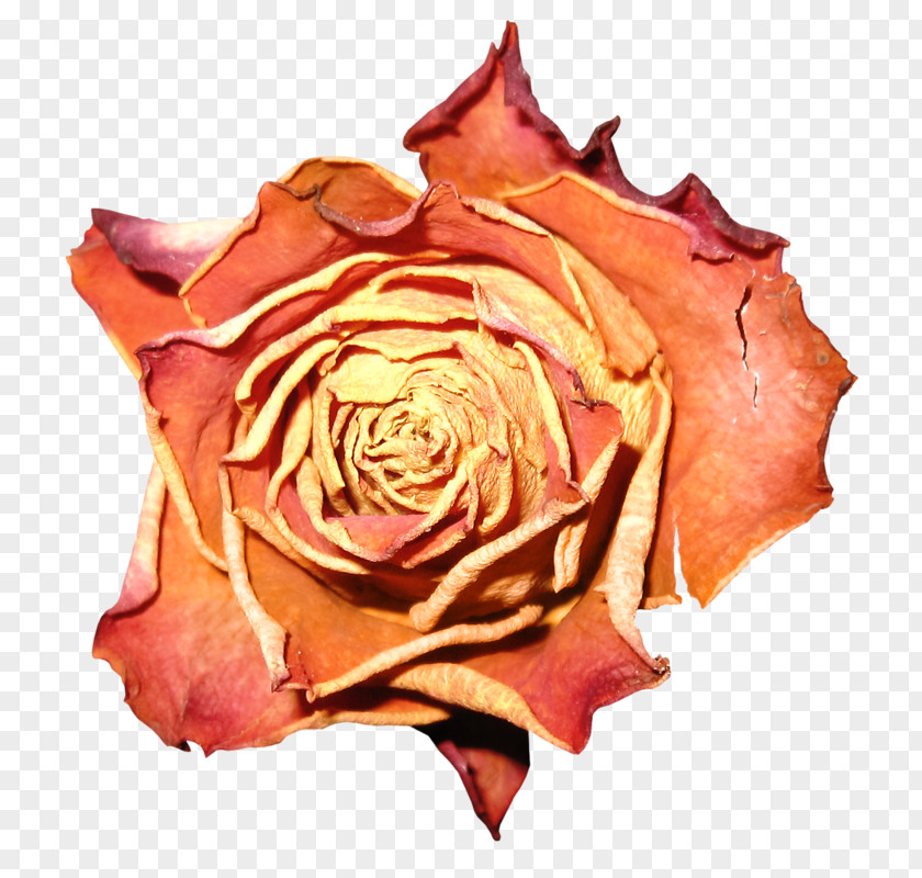 Flower Garden Roses Petal Clip Art Cabbage Rose PNG