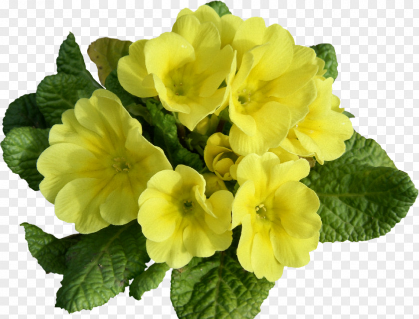 Flower Primrose Blume Annual Plant PNG