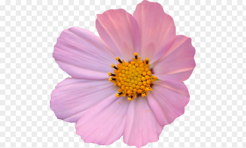 Garden Cosmos PNG