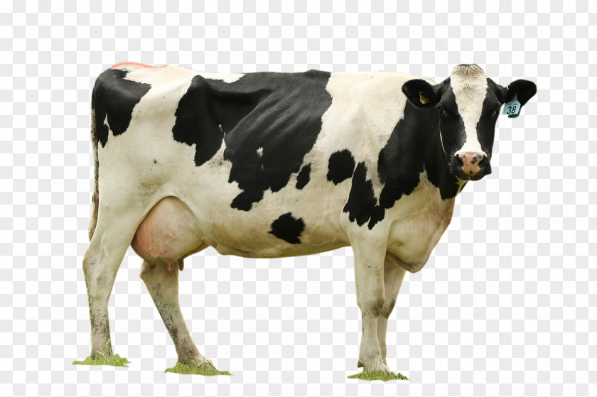Milk Cattle Desktop Wallpaper Water Buffalo Udder PNG