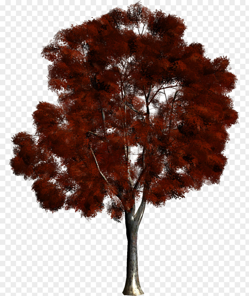 Tree Forest Maple Clip Art PNG