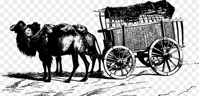 Camel Carriage Black And White Vector Bactrian Cart Illustration PNG