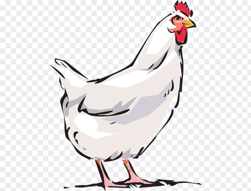 Chicken White Silkie Clip Art Broiler Curry PNG