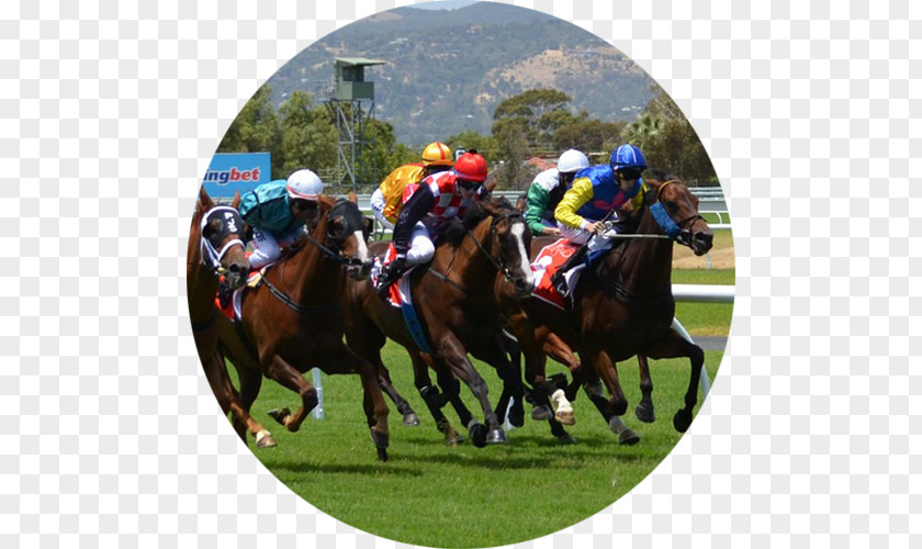 Horse Racing W.S. Cox Plate Melbourne Cup Caulfield PNG