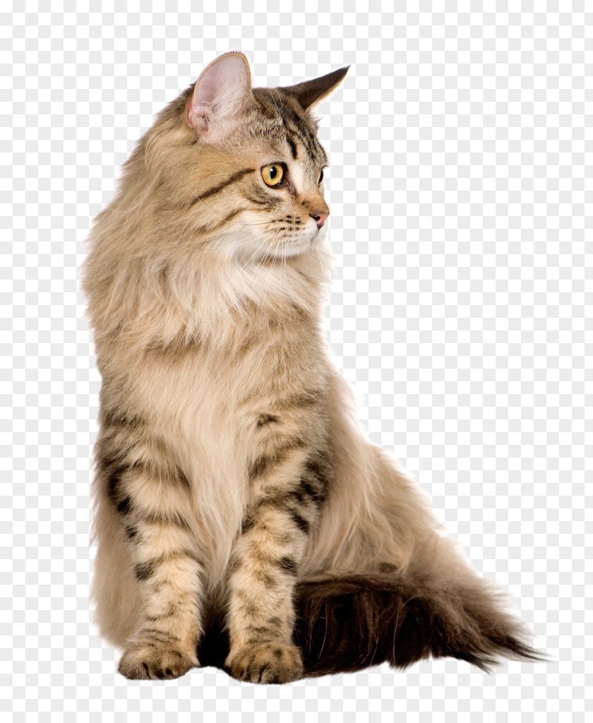 Cats Persian Cat Siberian Norwegian Forest Maine Coon Kitten PNG