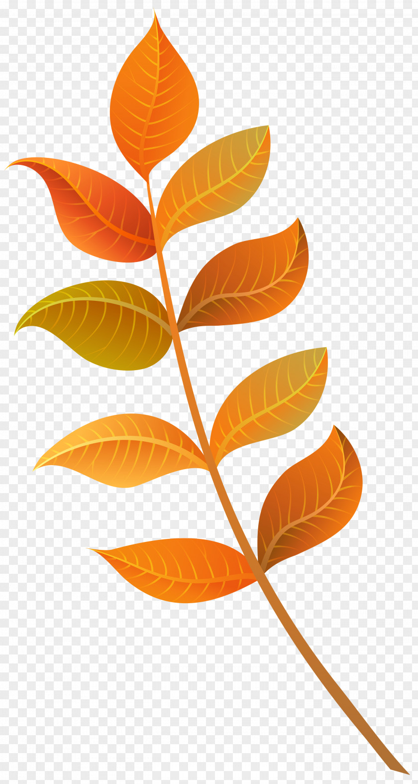Fall Decorative Leaves Clipart Image Autumn Leaf Color Clip Art PNG