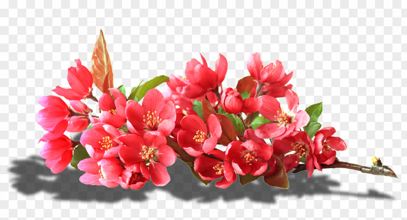 Flower Floral Design عندو الزين Petal PNG
