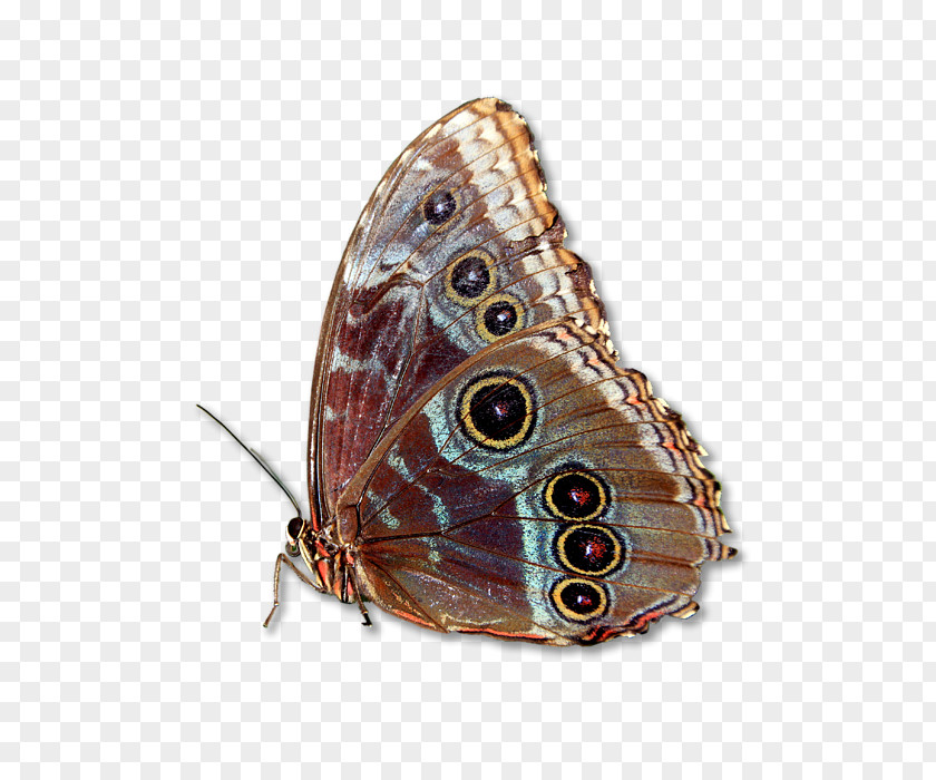 Macro Brush-footed Butterflies Butterfly Moth PNG