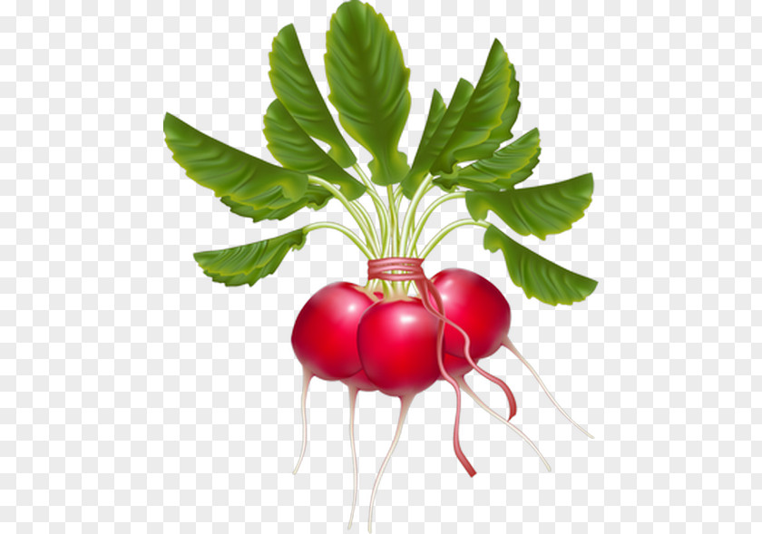 Vegetable Daikon Turnip Clip Art PNG