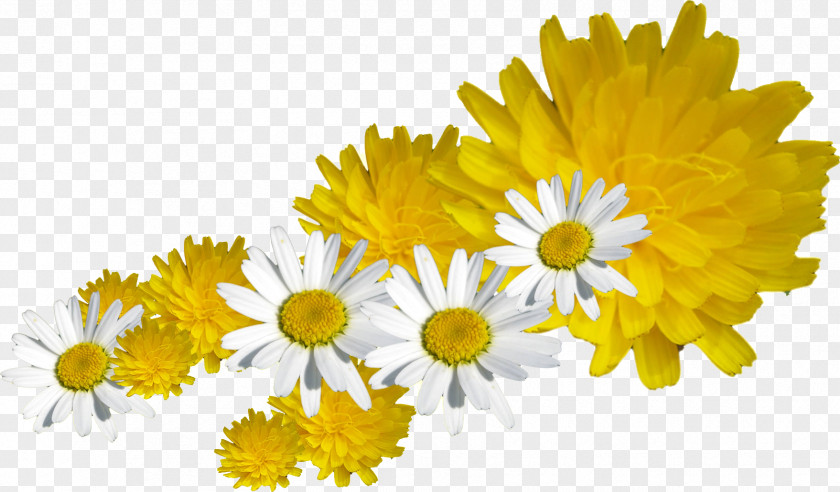 Dandelion PNG