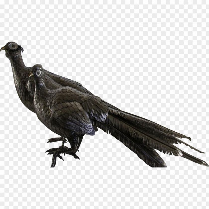 Feather Fauna Beak Galliformes Vulture PNG