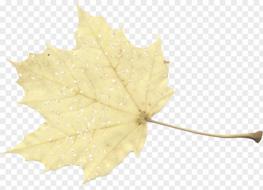 Leaf Maple Desktop Wallpaper Image Blog PNG