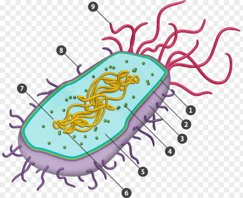 Prokaryote Eukaryote Bacterial Cell Structure Nucleus PNG