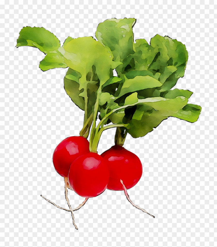 Radish Food OTCMKTS:PRED Greens OTC Markets PNG