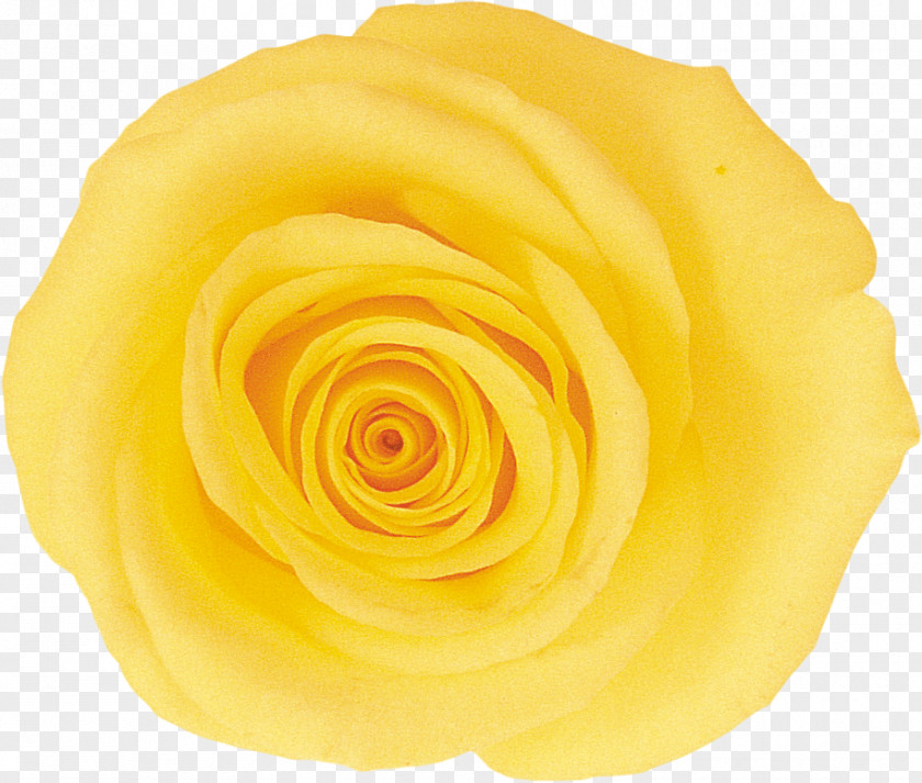 Rose Garden Roses Cut Flowers Yellow PNG