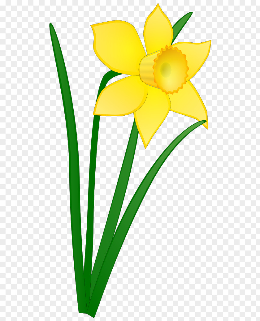 Daffodils Clipart Daffodil Free Content Clip Art PNG