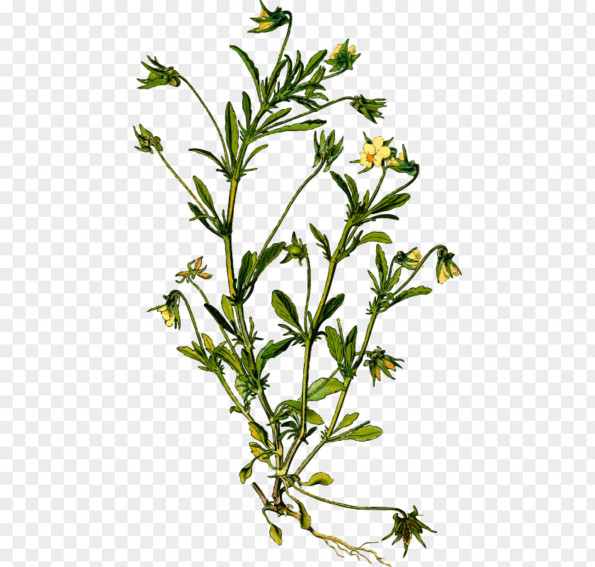 Detailed Pansy Botanical Illustration Medicinal Plants Violets PNG