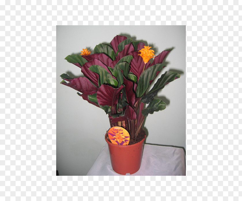 Flower Floral Design Houseplant Calathea Veitchiana PNG