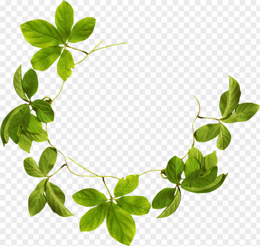 Green Mint Leaf Garland Clip Art PNG