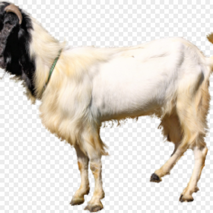 Jamnapari Goat Aqiqah Livestock Farming Qurbani PNG