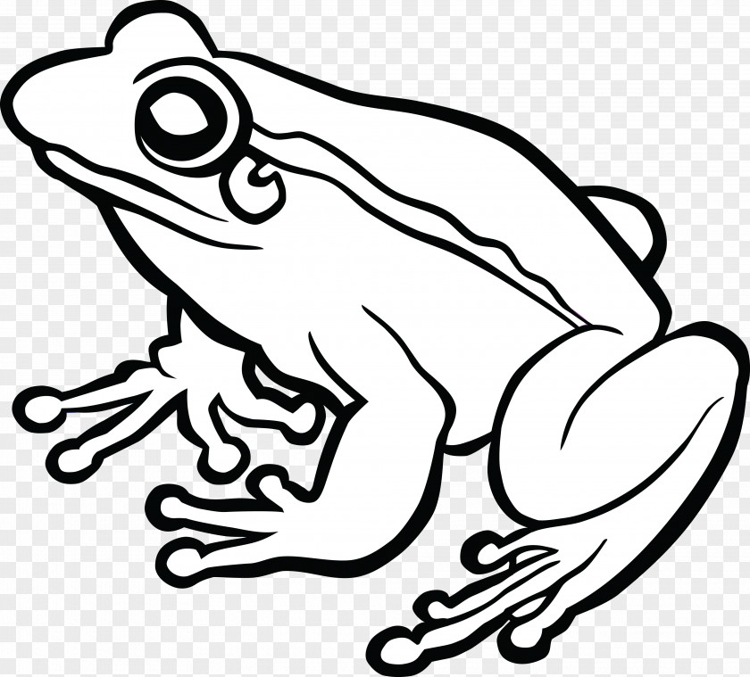 Amphibian Frog Line Art Drawing Clip PNG