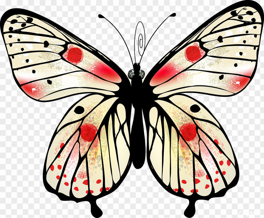 Butterfly Moth Insect Clip Art PNG