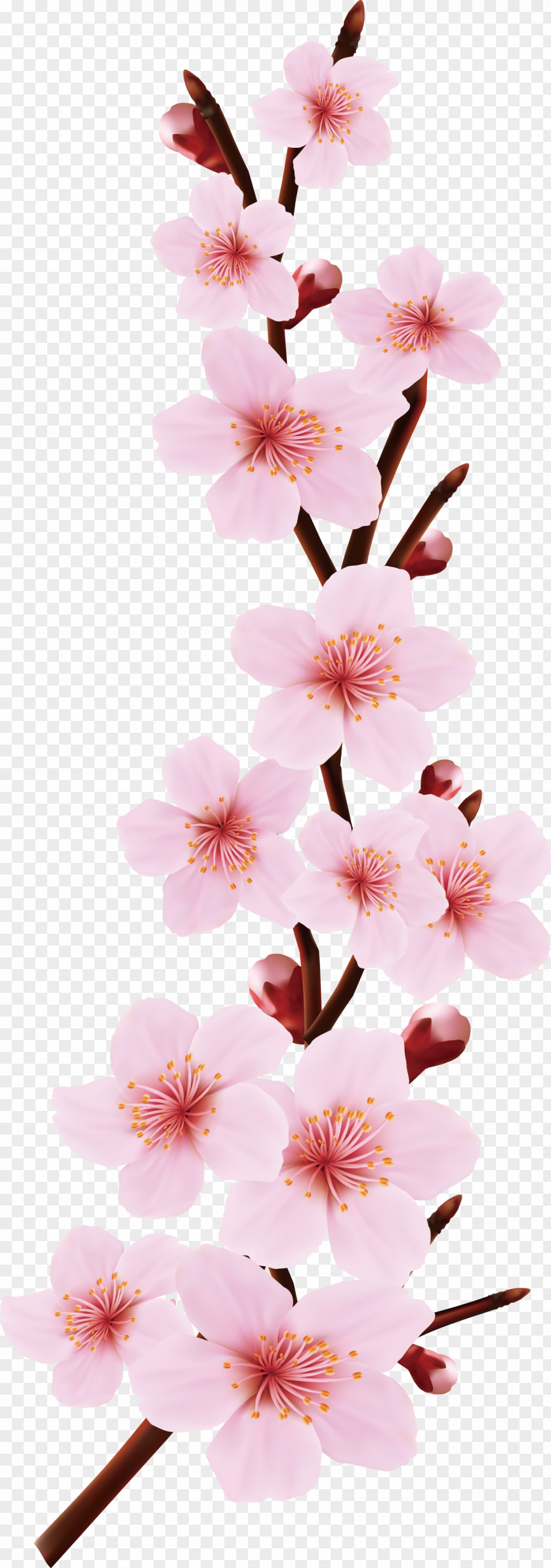 Cherry Vector Design Pink Flowers Blossom Drawing PNG