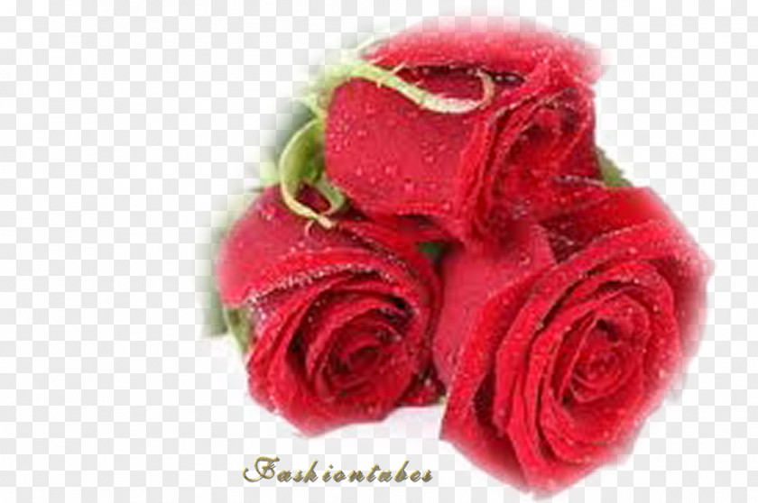 Flower Best Roses Desktop Wallpaper Red PNG