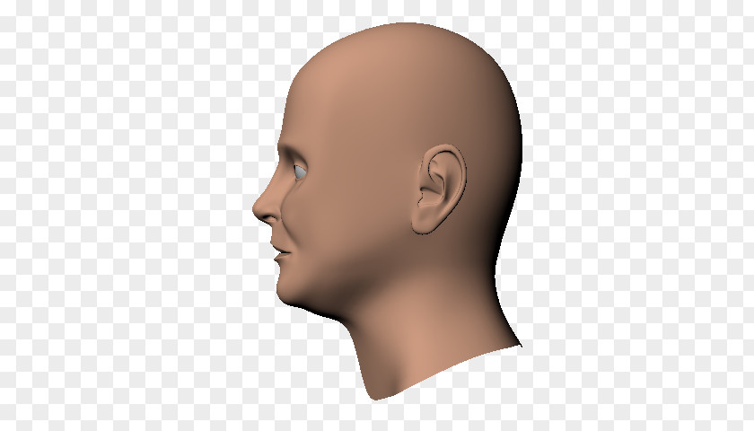 Head Human Chin Cheek Nose PNG