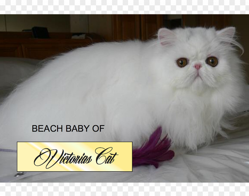 Kitten Persian Cat Asian Semi-longhair Napoleon British PNG