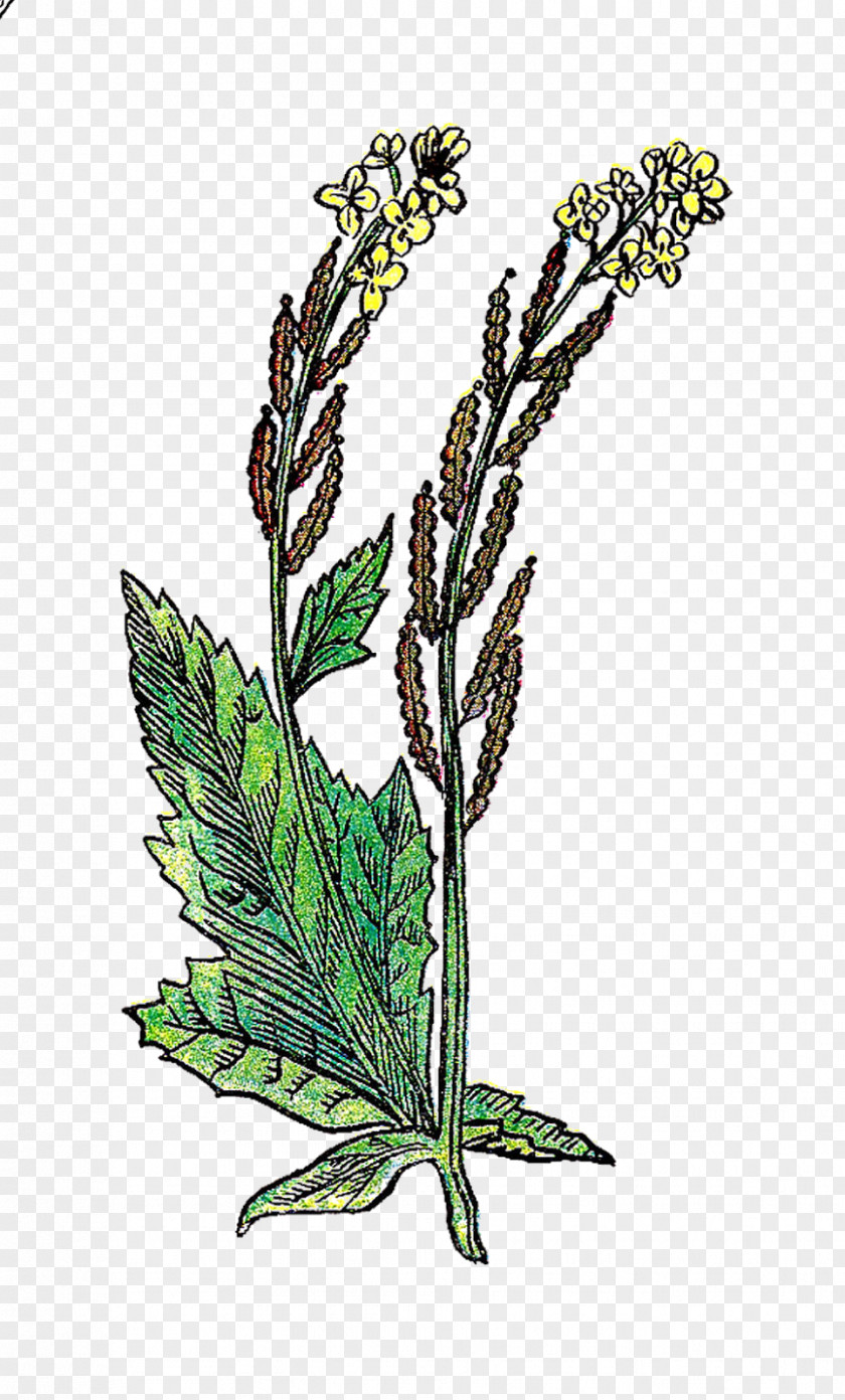 Mustard Plant Drawing Clip Art PNG