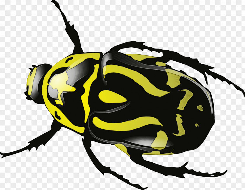 Scarabs Membranewinged Insect Beetle Pest Clip Art Wasp PNG