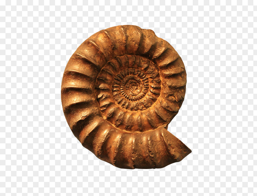 Seashell Fossil Nautilidae Goniatite Spiral PNG