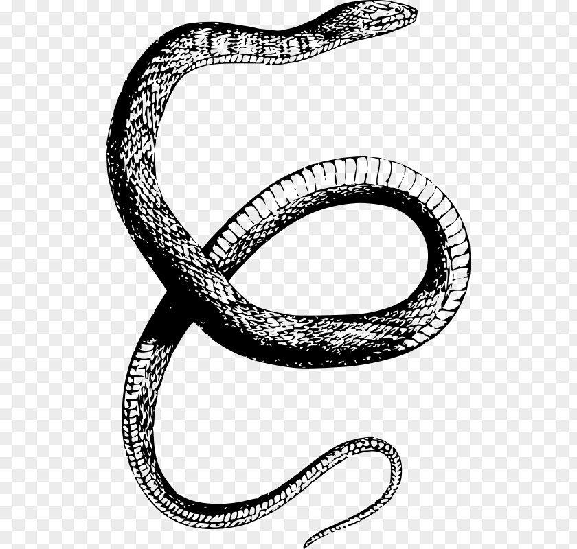Anaconda Rattlesnake Reptile Northern Water Snake Clip Art PNG